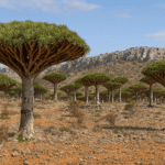 예멘 소코트라 군도 – 지구에서 가장 신비한 섬, 인류가 미탐한 자연의 보고