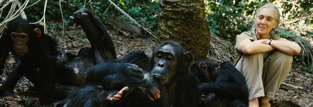 탄자니아 은곰베 국립공원(Gombe National Park) – 인간과 침팬지의 경계를 허문 진화의 숲 1 탄자니아-은곰베-국립공원-세계문화유산-이미지